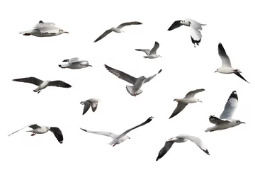 Tuinposter set of seagulls isolated on white background. © nuruddean
