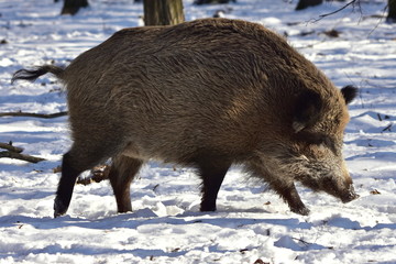 central european boar