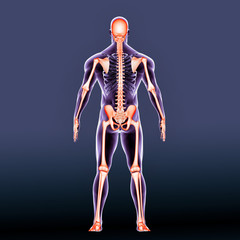 3d render of the male skeleton back view
