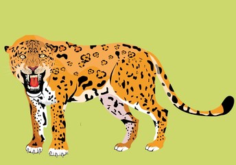 Jaguar big wild cat vector illustration