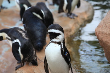 Fototapeta premium ペンギン