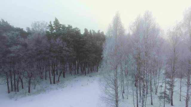 flying over in a foggy winter forest