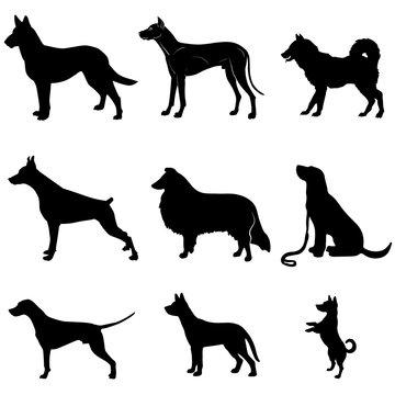 Dogs.Vector black silhouettes on a white background