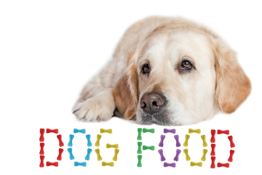 Closeup view of the Golden Retriever Dog lying on the white background. The inscription DOG FOOD made from colored dog bones is in front of the dog in bottom of the photo.