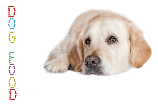 Closeup view of the Golden Retriever Dog lying on the white background. Vertical inscription DOG FOOD made from colored dog bones is in the left side of the photo.