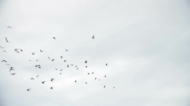 flock of sky dove birds pigeons fly against blue sky in slow motion