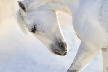 Foto auf Acrylglas Weißes Pferd mit langem Mähnenporträt in Bewegung am Wintertag © callipso88