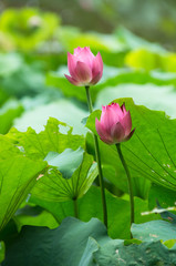 Lotus, waterlily