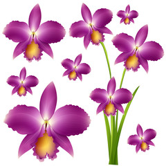 Seamless purple orchid flowers