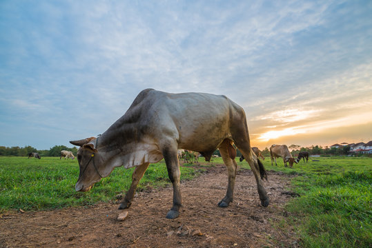 Cows in Pasture at Sunset