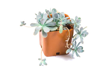 succulents plant in pot on white background