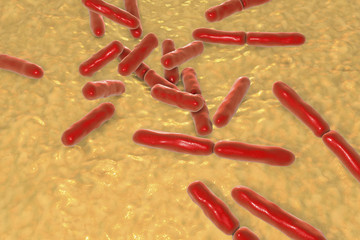 Bacteria Bifidobacterium, gram-positive anaerobic rod-shaped bacteria which are part of normal flora of human intestine are used as probiotics and in yoghurt production. 3D illustration