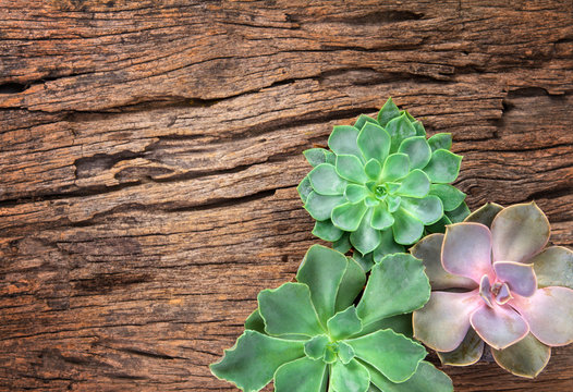 arrangement of succulents or cactus on wooden background as fram