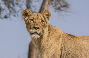 Lioness Portrait