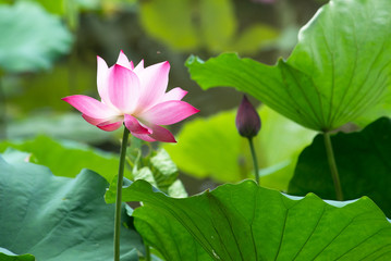 Lotus, waterlily