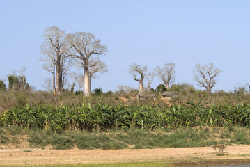 Baobab, adansonia grandidieri, rivière Tsiribihina, Madagascar