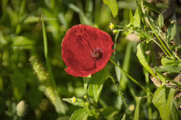 Red Poppy Flower with blurred natural background (Lat. Papaver Rhoeas)