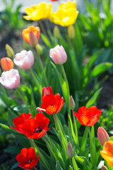 Obraz premium Multi-colored tulips
