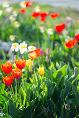 Fototapeta premium Multi-colored tulips