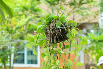 Hanging plants in pots with green garden plants and house background