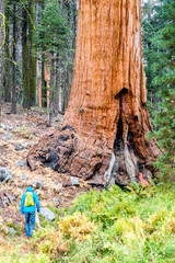 Tourist with backpack hiking in Sequoia National Park
