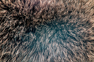 brown fur close up