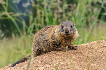 young marmot on alpine meadow