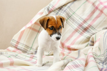 Cute little puppy on sofa at home