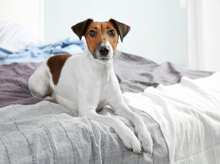 Obraz premium Cute funny dog lying on bed at home
