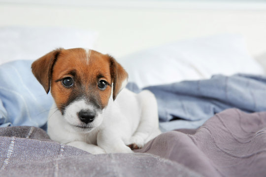 Cute funny puppy lying on bed at home