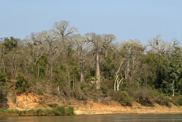 Baobab, adansonia grandidieri, fleuve Tsiribihina, Madagascar