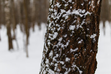 Winter trees in forest close-up