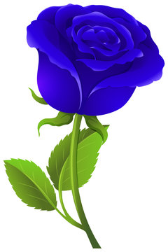 Blue rose on green stem