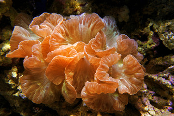 Fox coral (Nemenzophyllia turbida). Hard coral with large polyps.