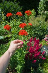 Naklejka premium Sommergartenzeit