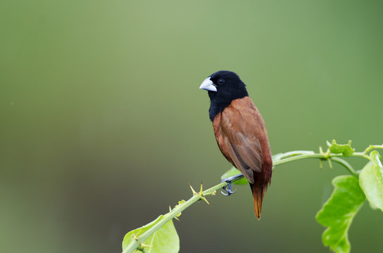 Beautiful of Bird, Chestnut Munia or Black-headed Munia ( Lonchura atricapilla ) , on a branch in real nature of Thailand