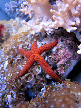red starfish located among the corals  sinularia and zoantus.
