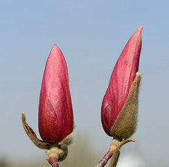 Fototapeta premium Couple magnolia flower buds that are ready to burst.