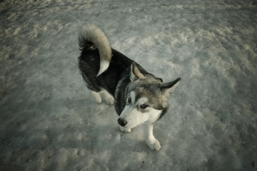 Puppy of alaskan malamute on a training ground in winter. Toned
