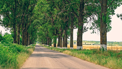 Fototapeta na wymiar Poplars on the country road