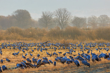 Cranes on a meadow