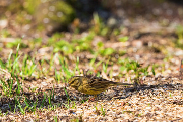 Yellowhammer sitting on the ground