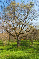 Oak tree at spring