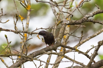 Starling with a caterpillar