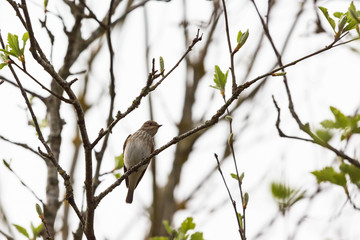 Spotted flycatcher