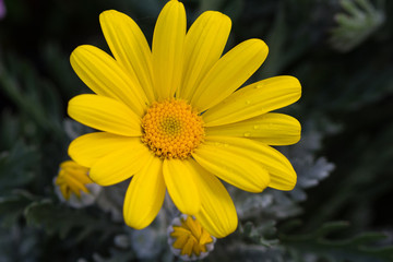 Yellow daisy like flower with its bud