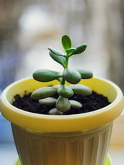 The succulent plant Crassula ovata known as Jade Plant or Money Plant in black pot