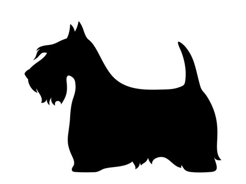 Vector black silhouette of a Scottish terrier dog isolated on a white background.
