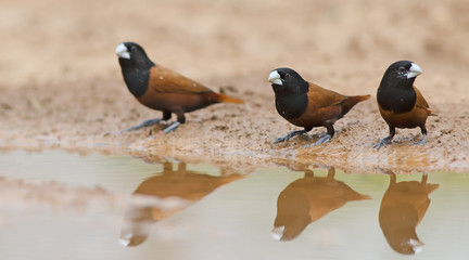 Chestnut Munia or Black-headed Munia ( Lonchura atricapilla ) into the water puddles on the dirt groundม  Beautiful of Bird, Bird of Thailand