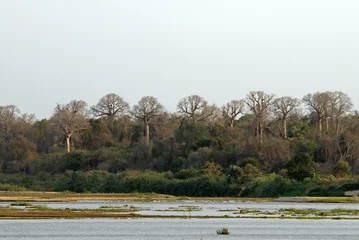 Cercles muraux Baobab Baobab, adansonia grandidieri, fleuve Tsiribihina, Madagascar